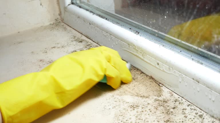 Best Biohazard Mold Removal  in Somerset, KY